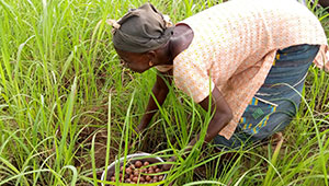 Shea butter from Burkina Faso | Dr. Hauschka